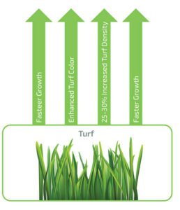 Turf grass