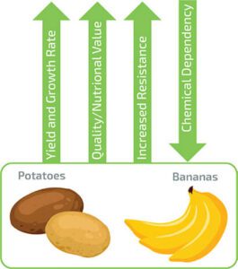 Trial-Results-Potatoe-Bananas